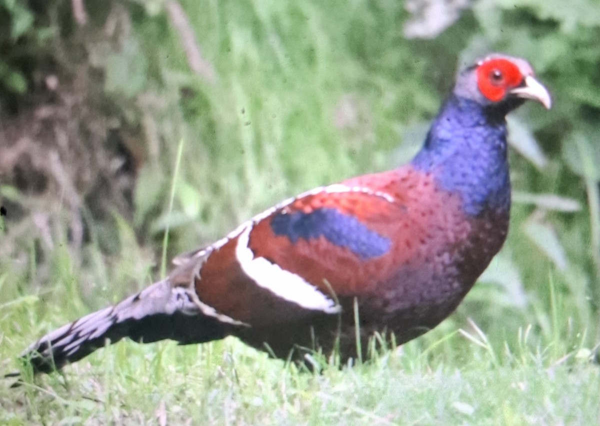 Mrs. Hume's Pheasant - ML643872391
