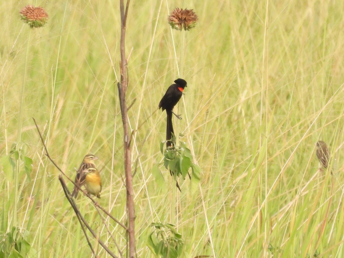 Red-collared Widowbird - ML643872395