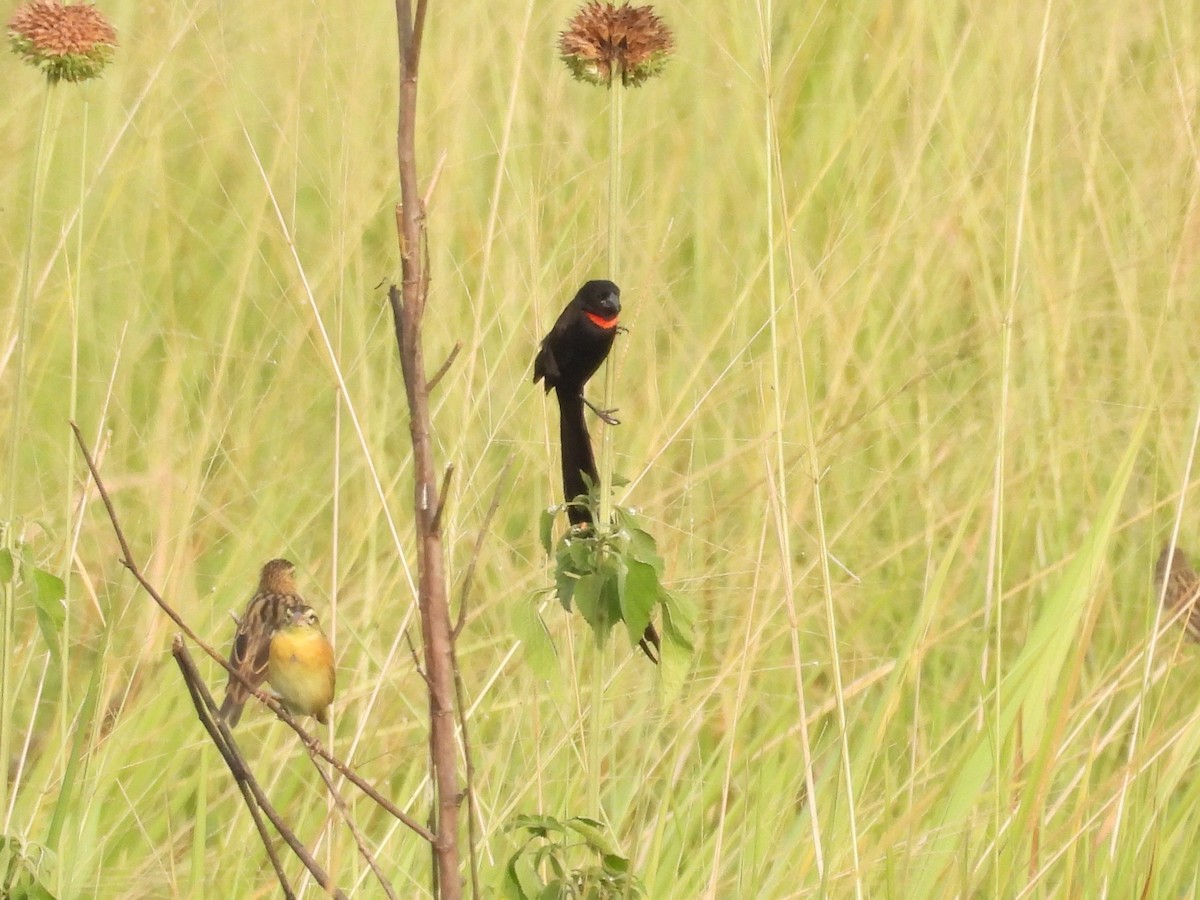 Red-collared Widowbird - ML643872396