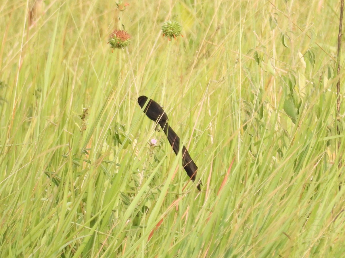 Red-collared Widowbird - ML643872397