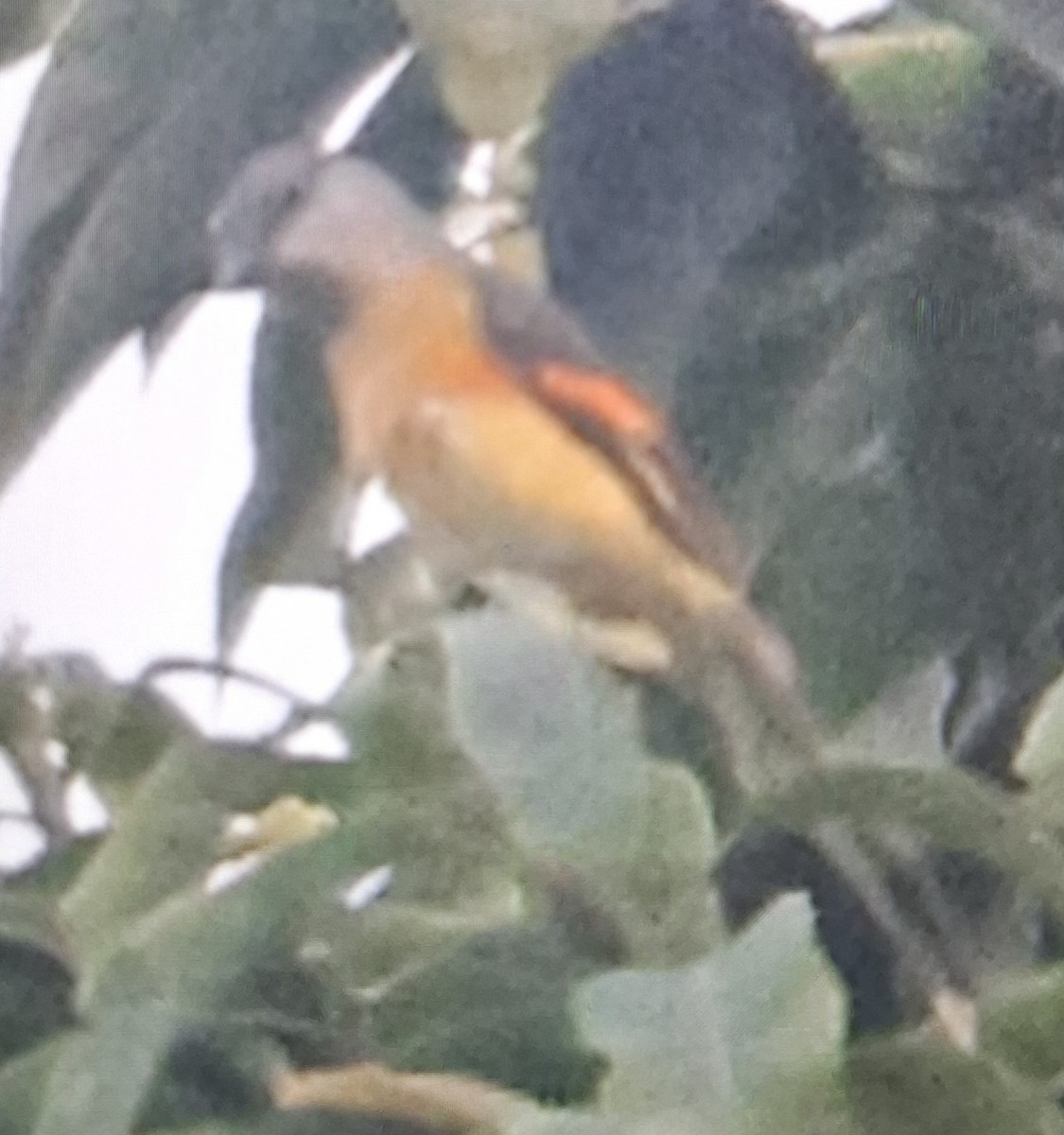 粉紅山椒鳥 - ML643872411