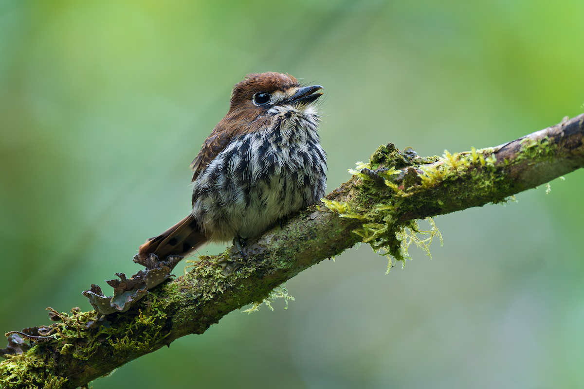 Lanceolated Monklet - ML643872420