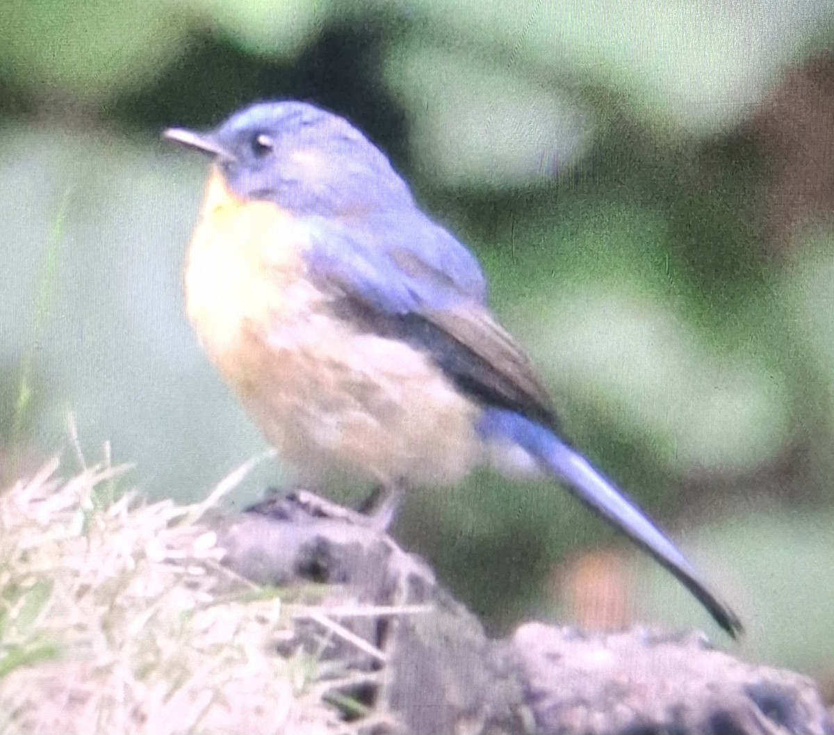 Hill Blue Flycatcher - ML643872423