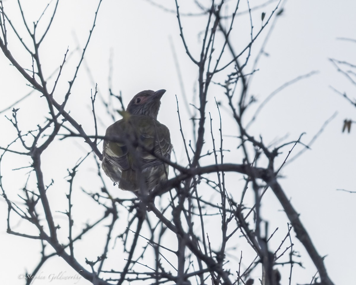 Australasian Figbird - ML643872444