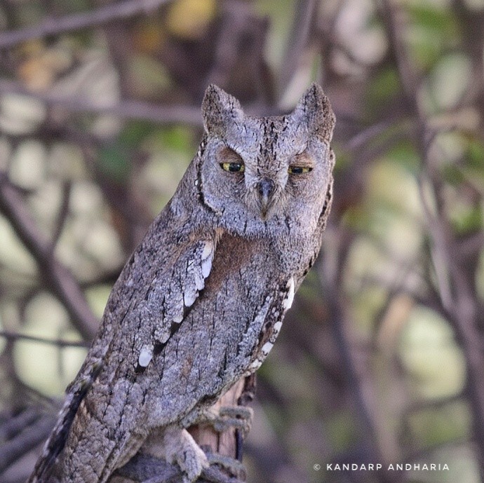 Ердийн орволго - ML643872465