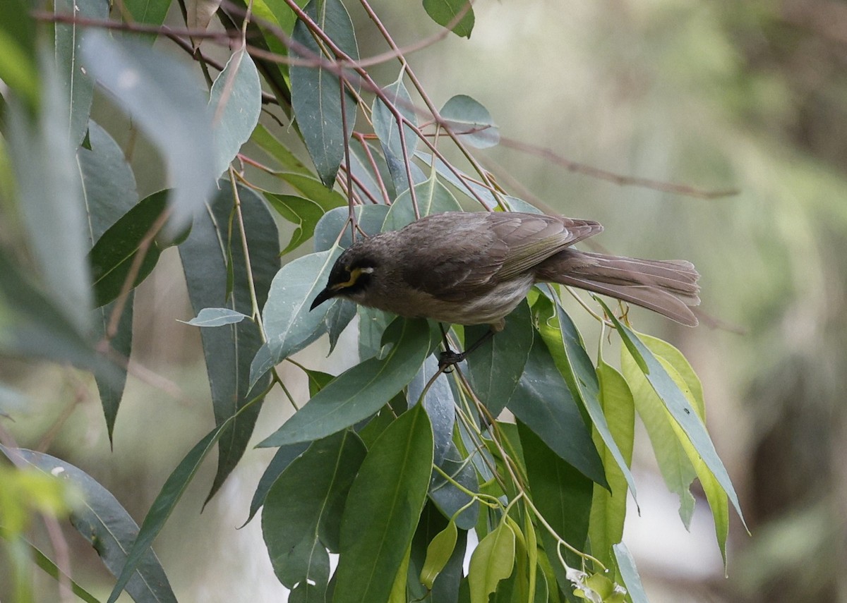 Yellow-faced Honeyeater - ML643872469