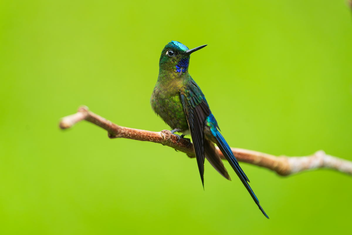 Violet-tailed Sylph - ML643872470