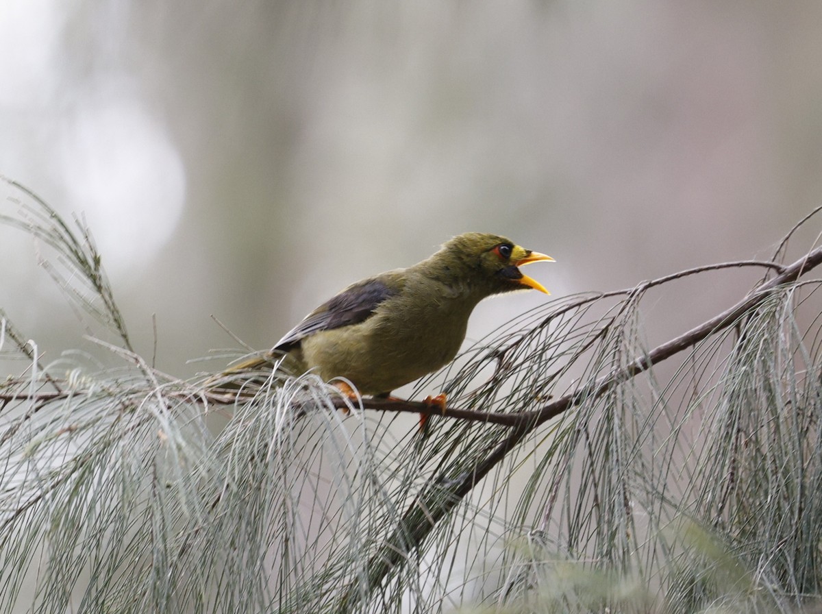 Bell Miner - ML643872479