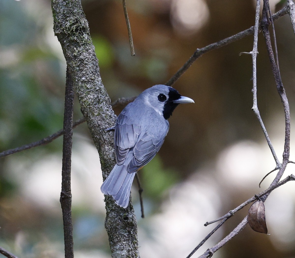 Black-faced Monarch - ML643872492