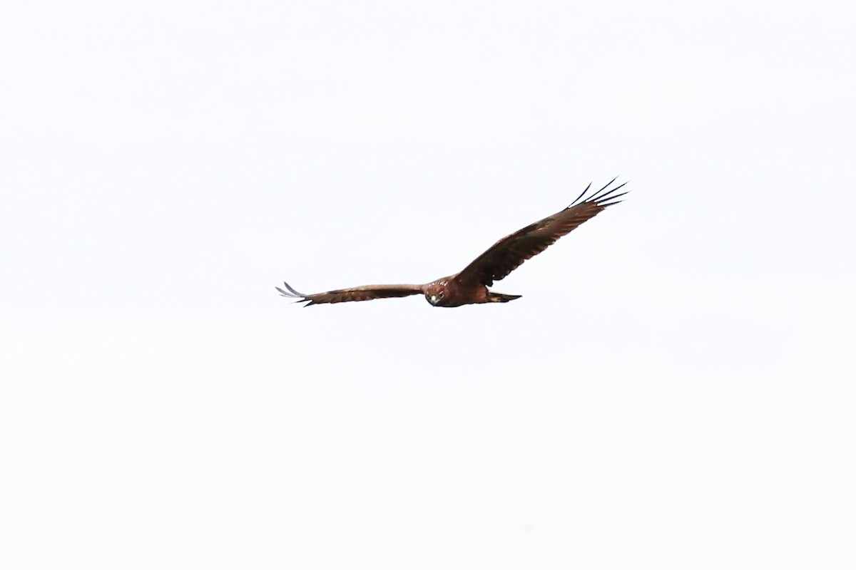 Swamp Harrier - ML643872505
