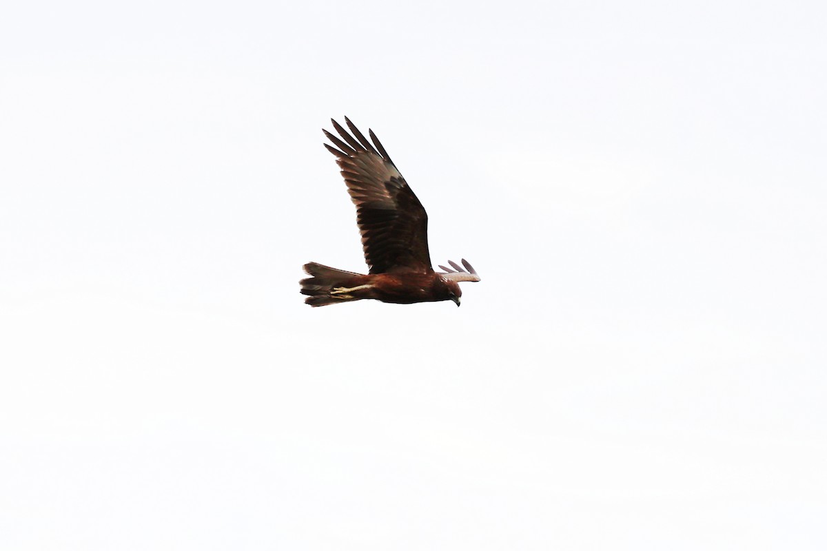 Swamp Harrier - ML643872506