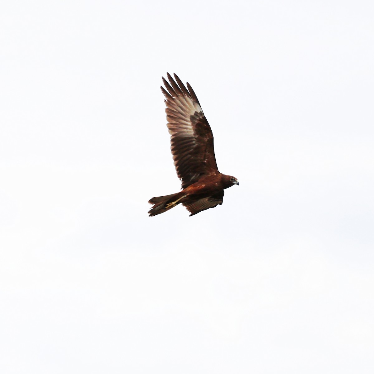 Swamp Harrier - ML643872507