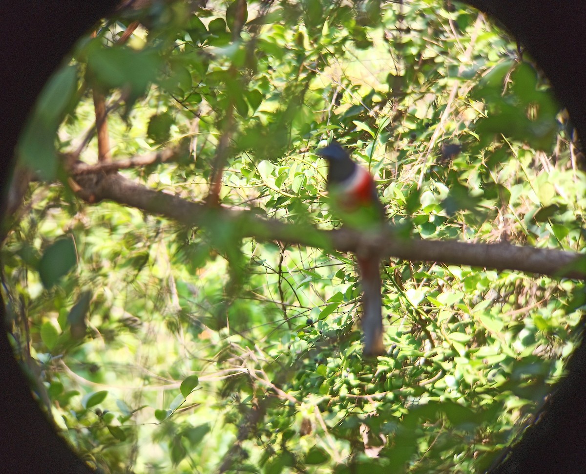 Malabar Trogon - ML643872535