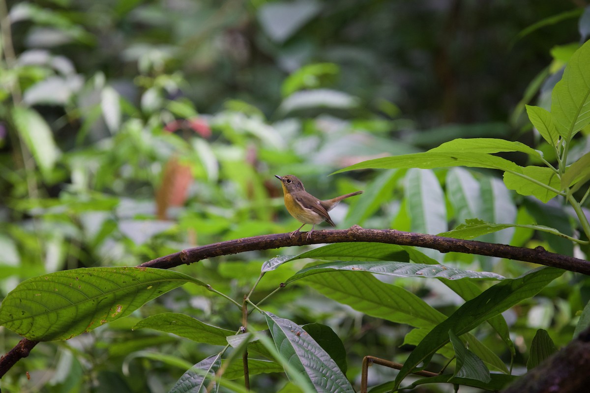 Hill Blue Flycatcher - ML643872547