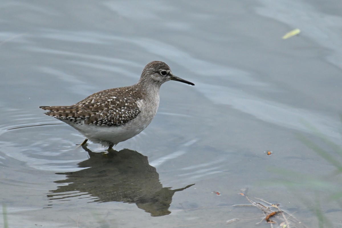 Wood Sandpiper - ML643872559