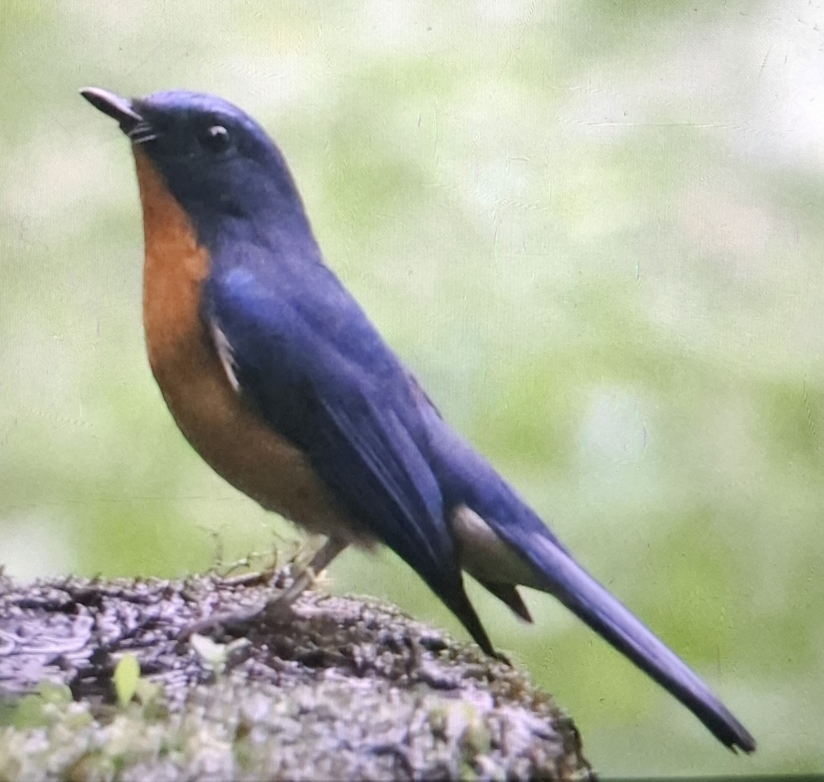 Hill Blue Flycatcher - ML643872578