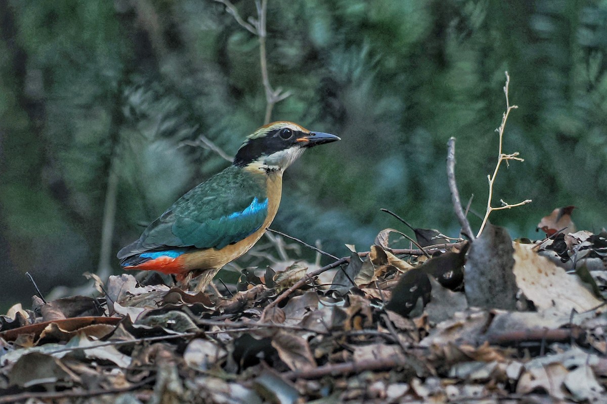 Fairy Pitta - ML643872581