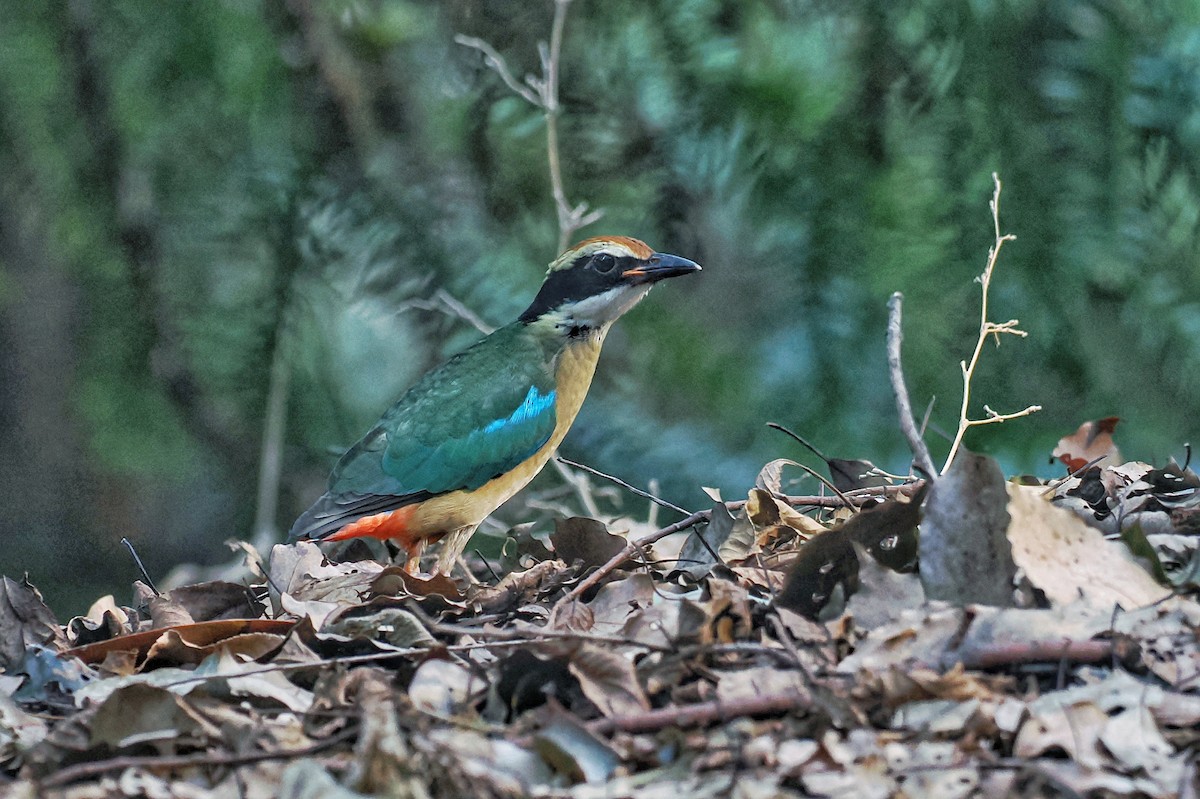 Fairy Pitta - ML643872582