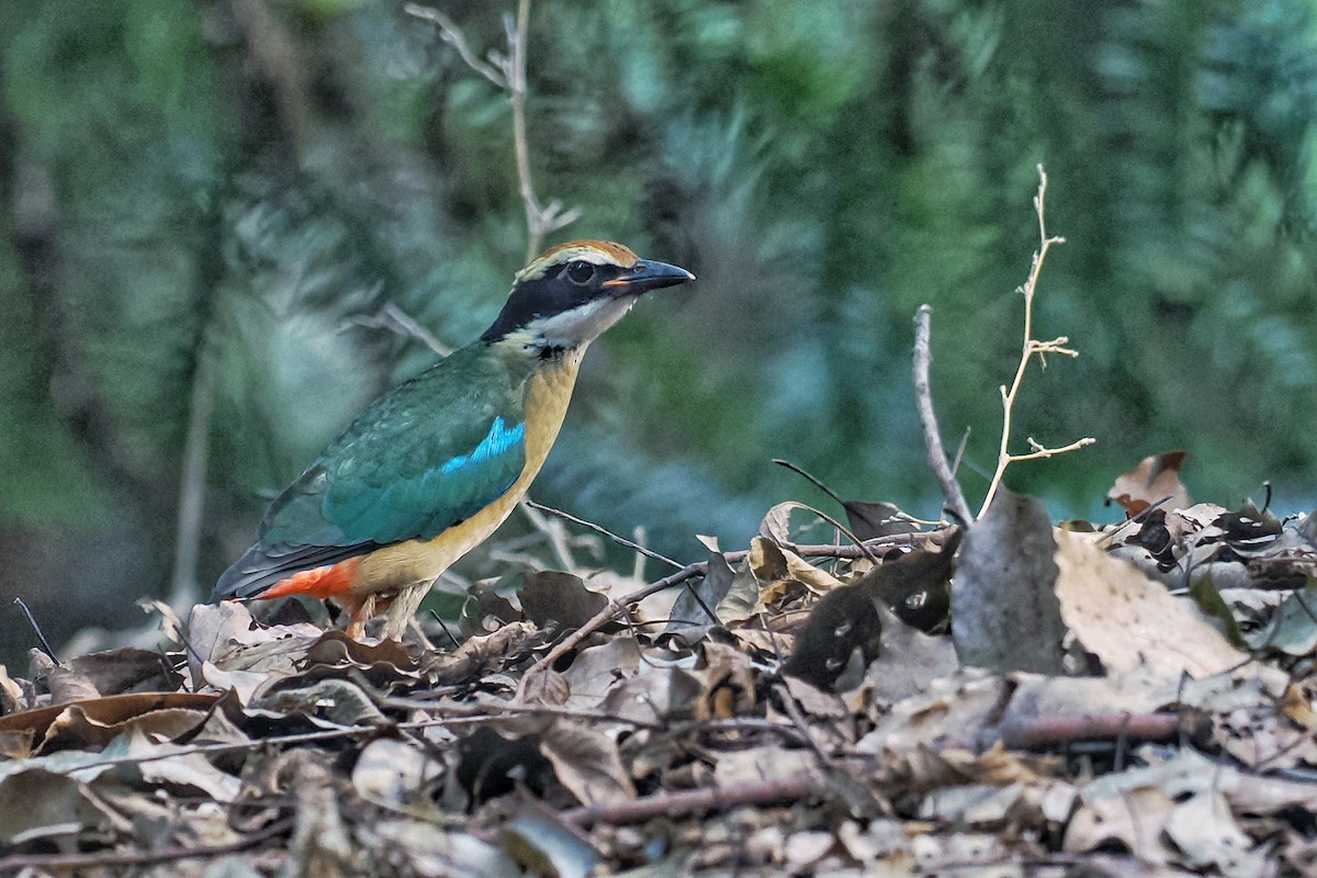 Fairy Pitta - ML643872583