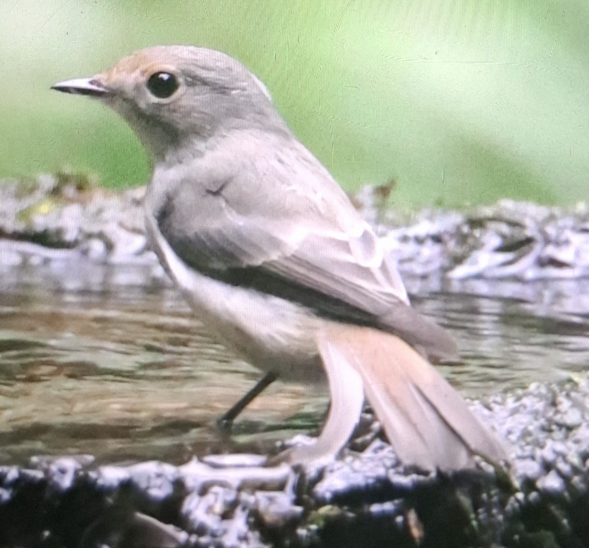 Little Pied Flycatcher - ML643872592