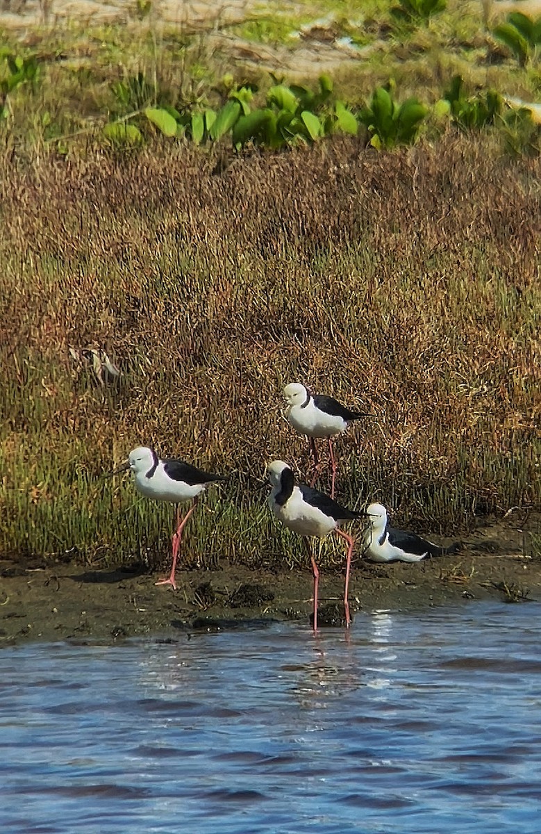 Pied Stilt - ML643872601