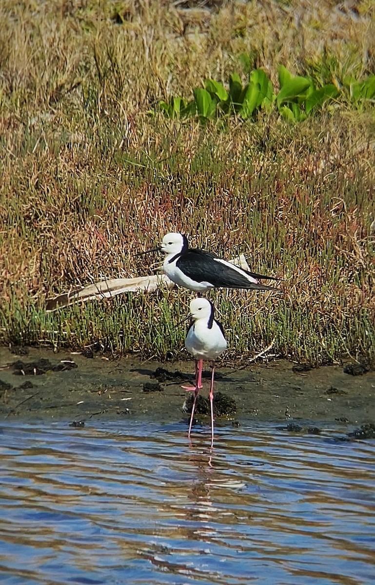 Pied Stilt - ML643872602