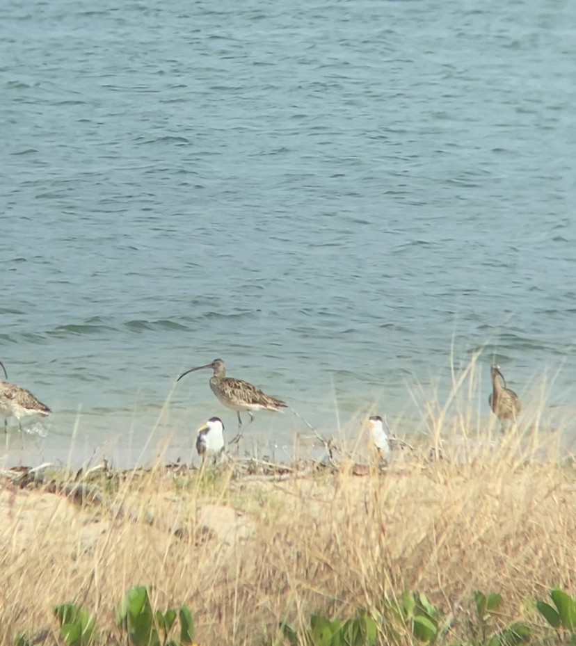 Far Eastern Curlew - ML643872615