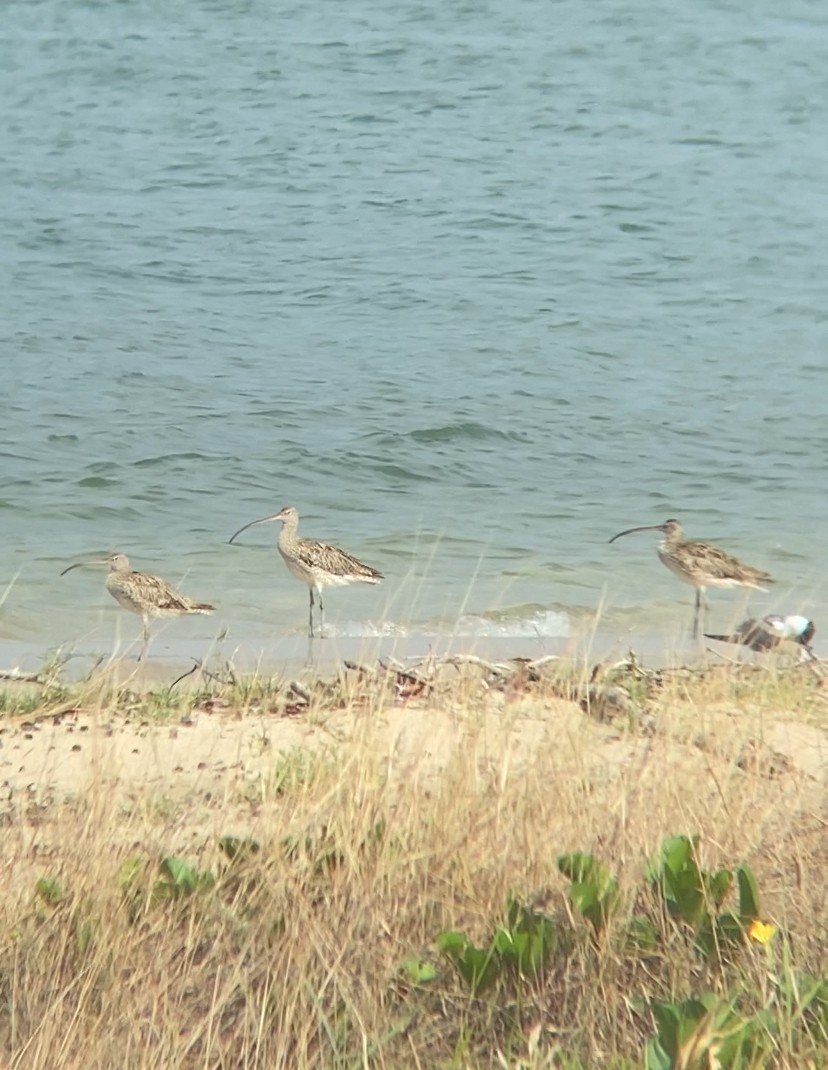 Far Eastern Curlew - ML643872616