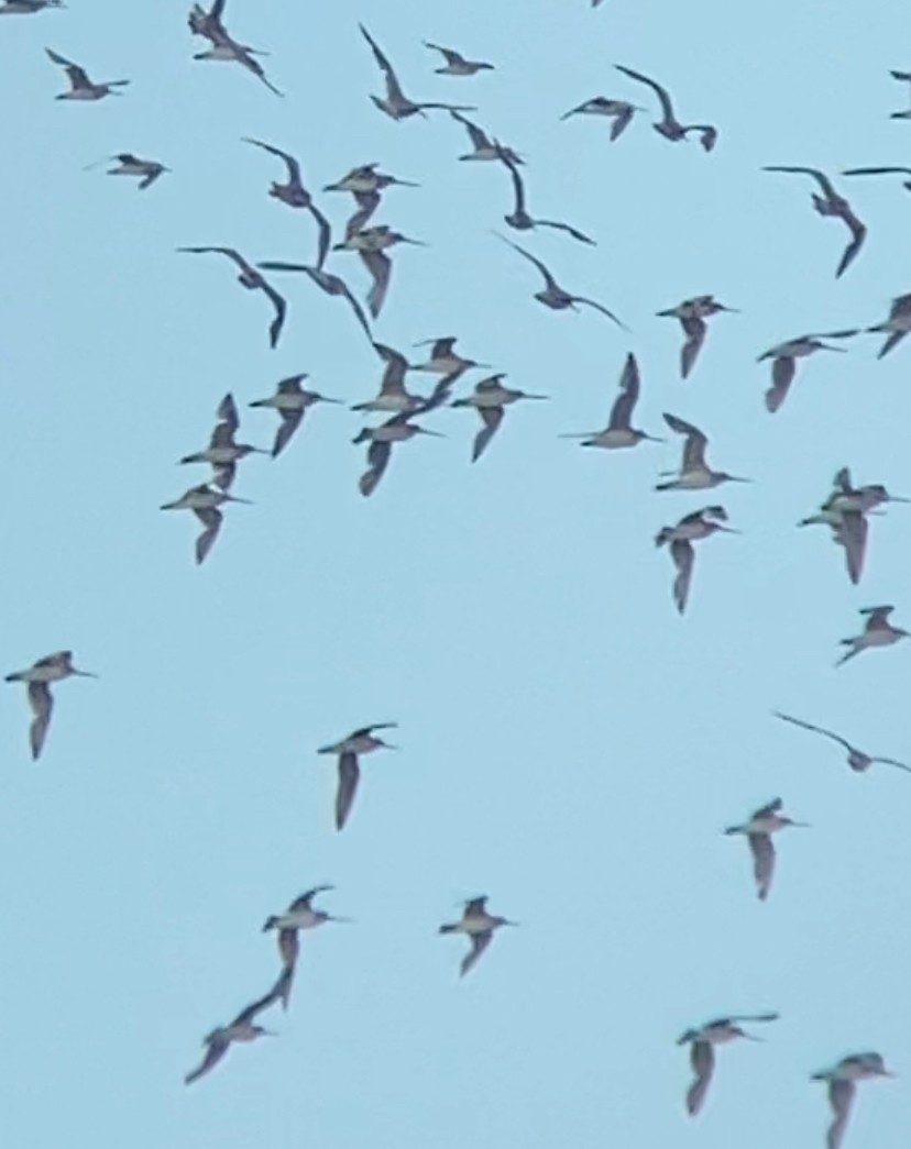 Bar-tailed Godwit - ML643872625