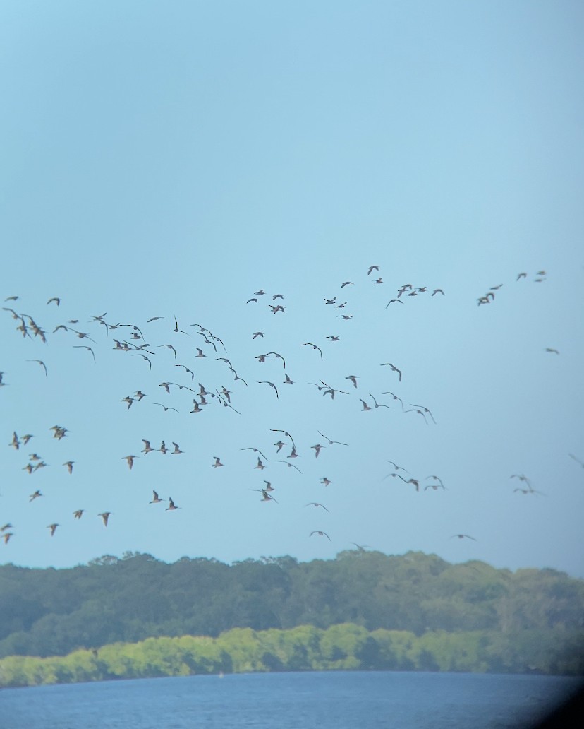 Bar-tailed Godwit - ML643872626