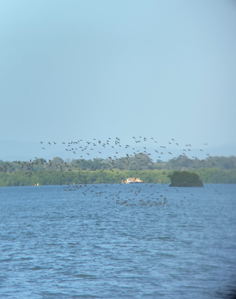 Bar-tailed Godwit - ML643872627