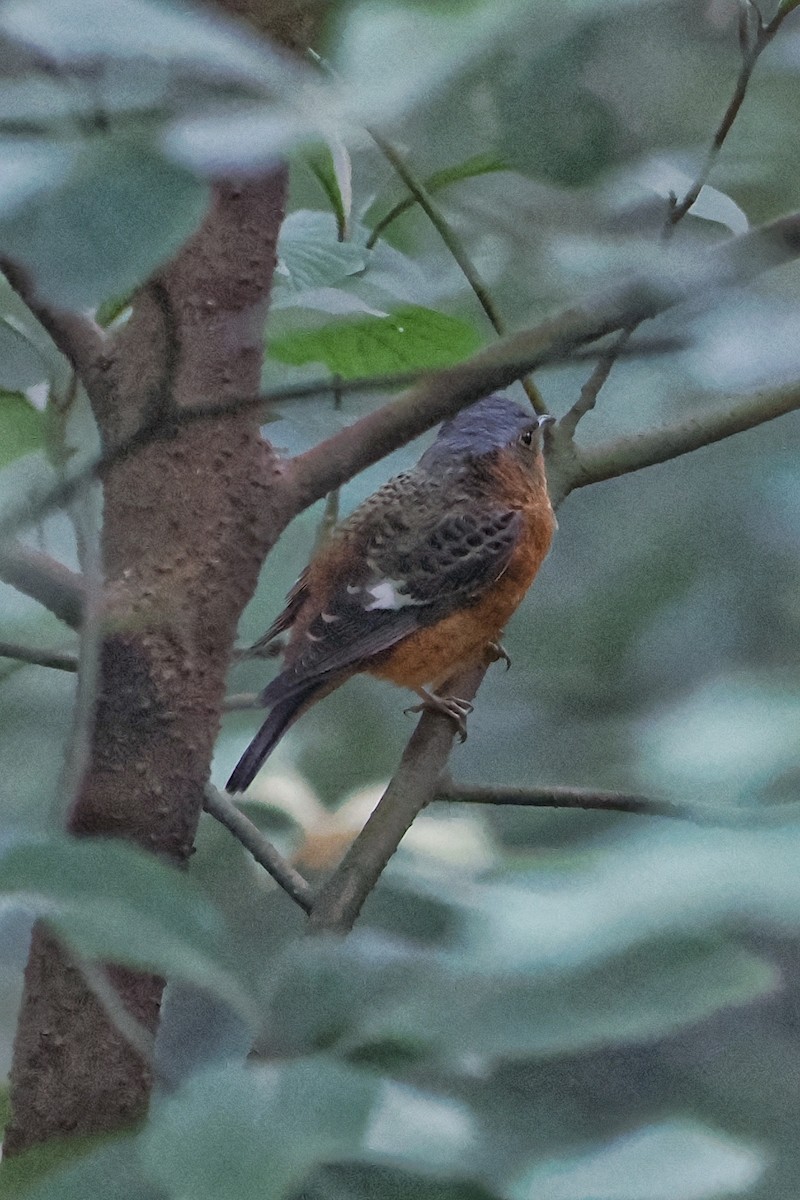 Ak Boğazlı Taşkızılı - ML643872632