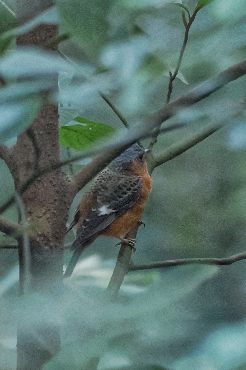 Ak Boğazlı Taşkızılı - ML643872633