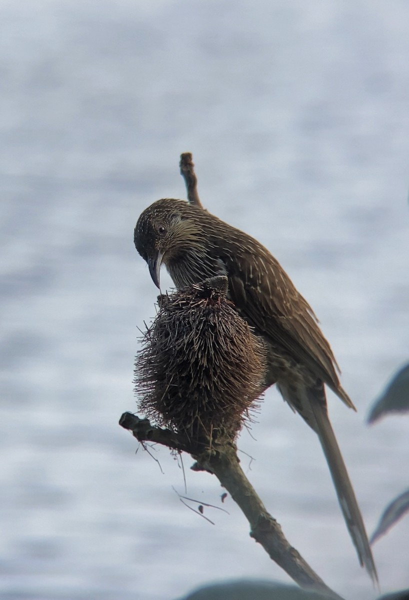 Little Wattlebird - ML643872654