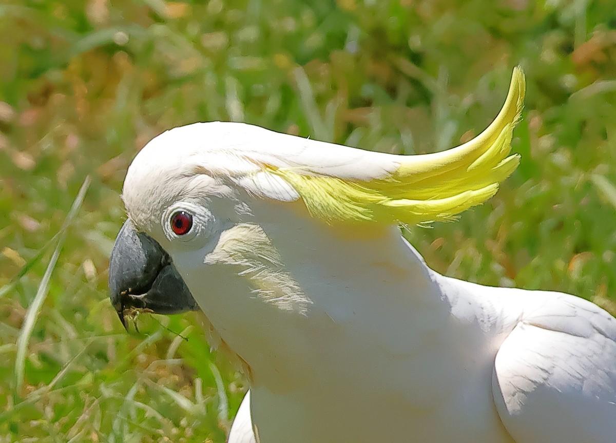 Gelbhaubenkakadu - ML643872659