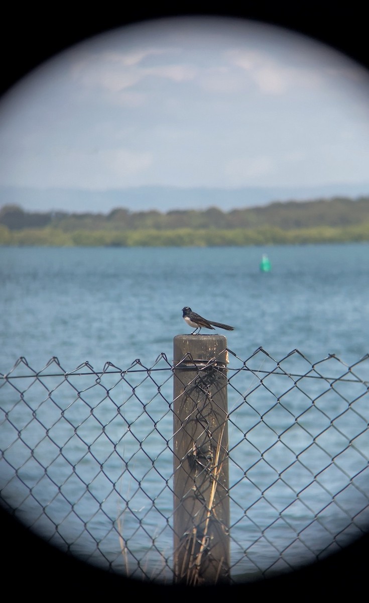 Willie-wagtail - ML643872667
