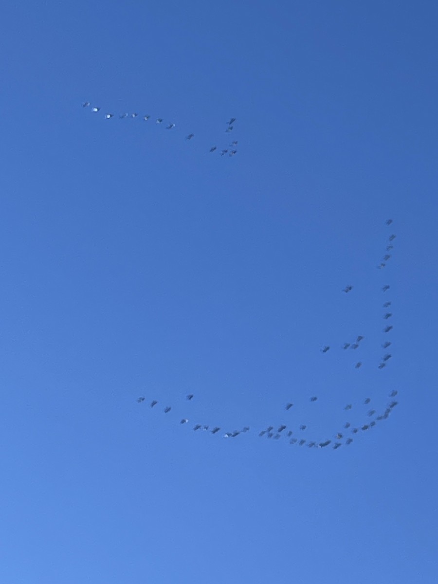Sandhill Crane - ML643872677