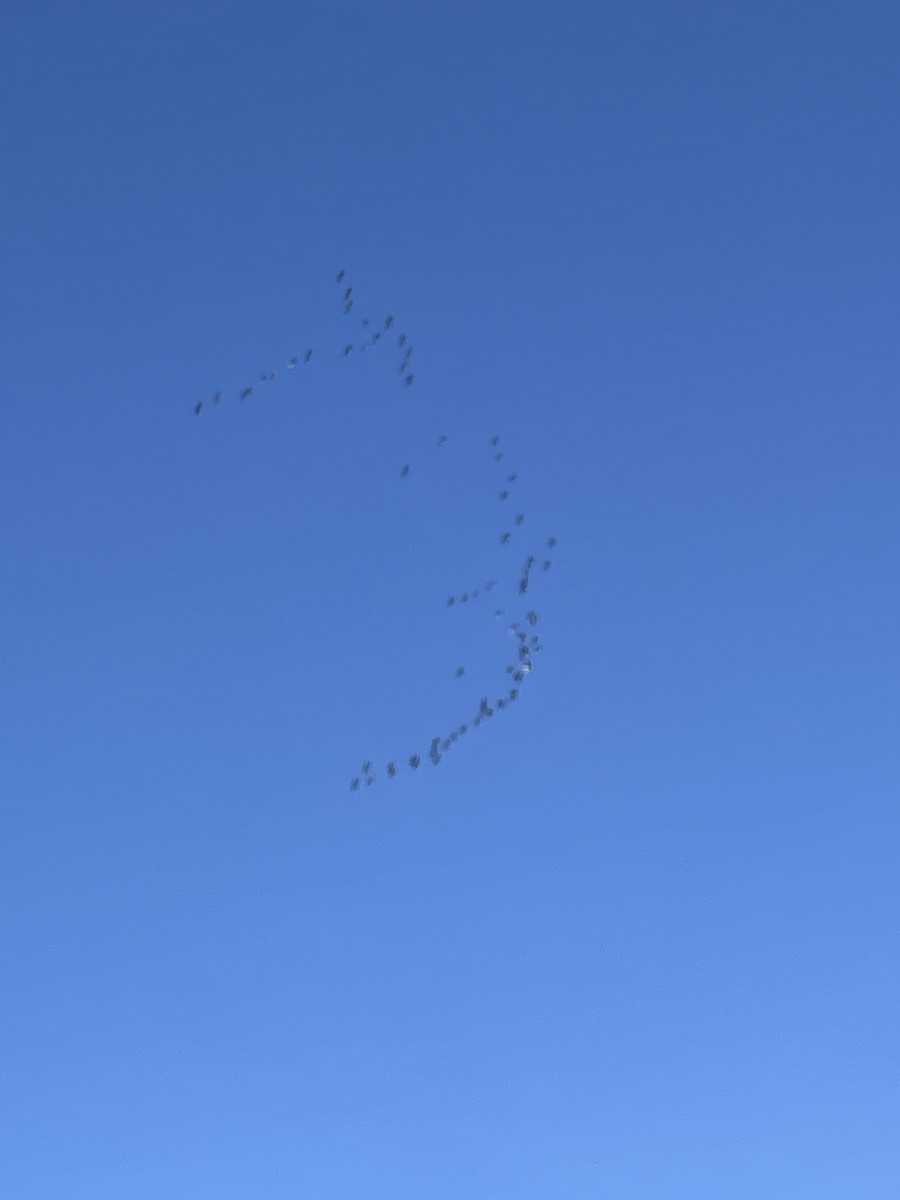 Sandhill Crane - ML643872678