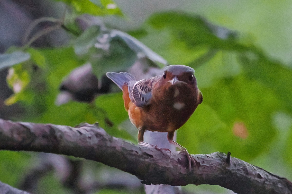 Ak Boğazlı Taşkızılı - ML643872687