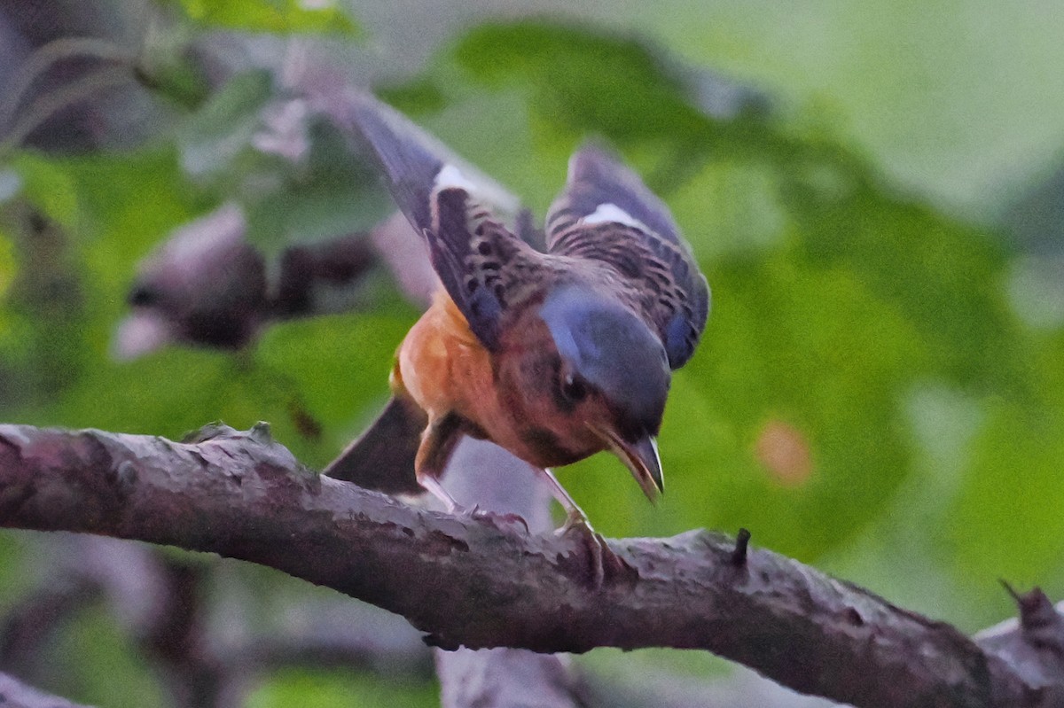 Ak Boğazlı Taşkızılı - ML643872688