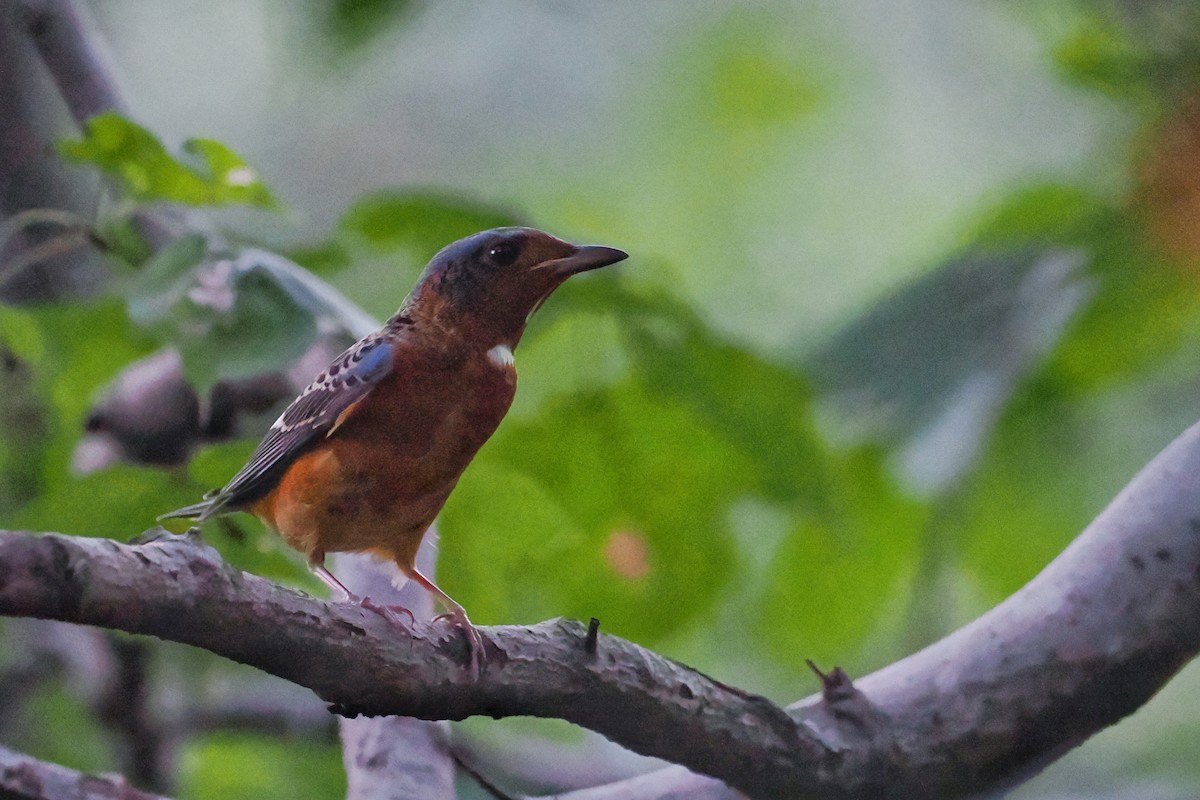 Ak Boğazlı Taşkızılı - ML643872689