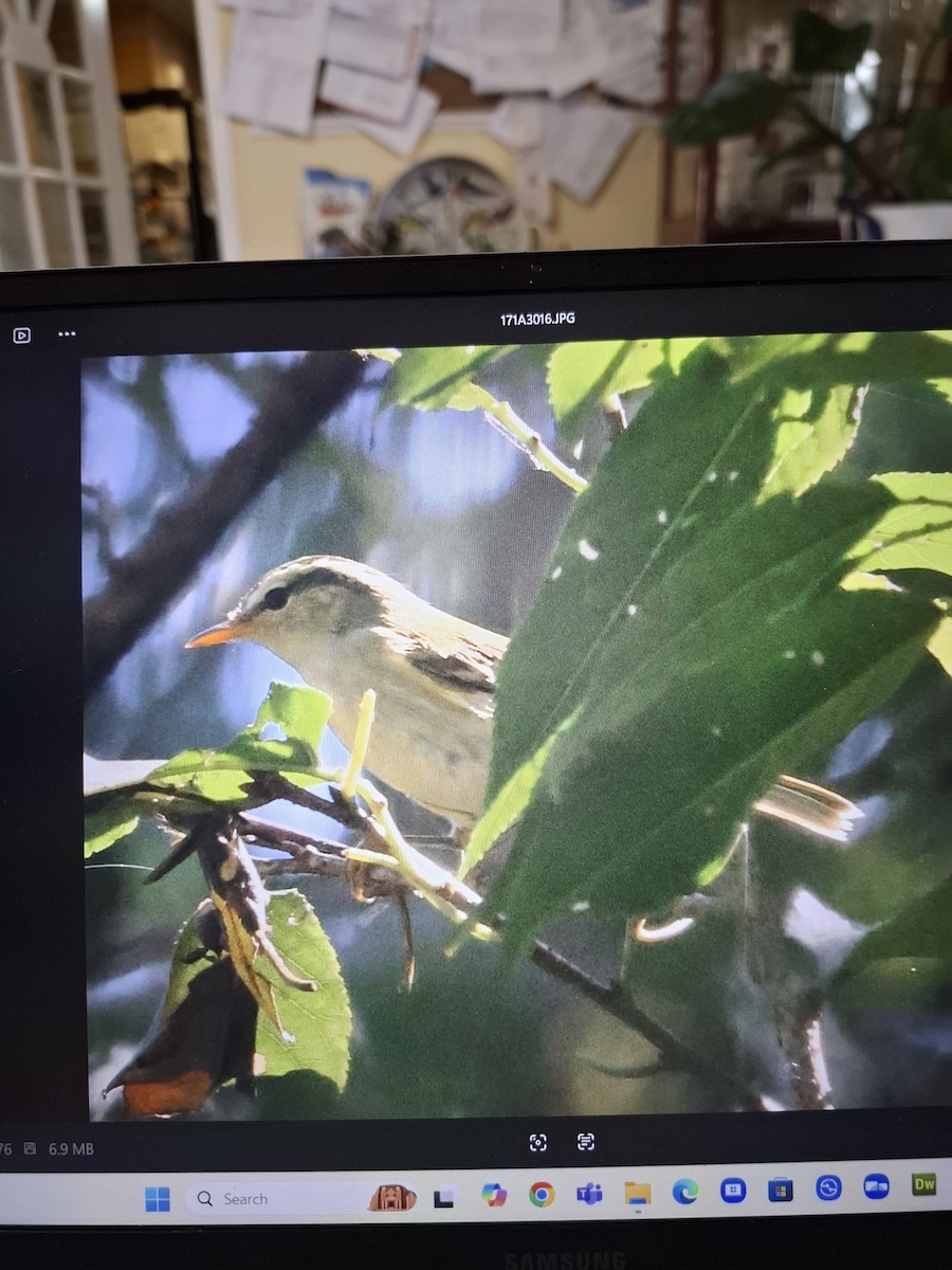 Greenish Warbler - ML643872690