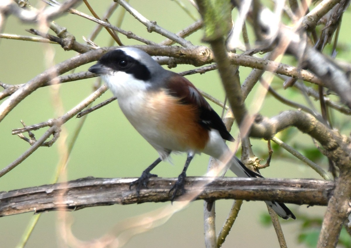 Bay-backed Shrike - ML643872711