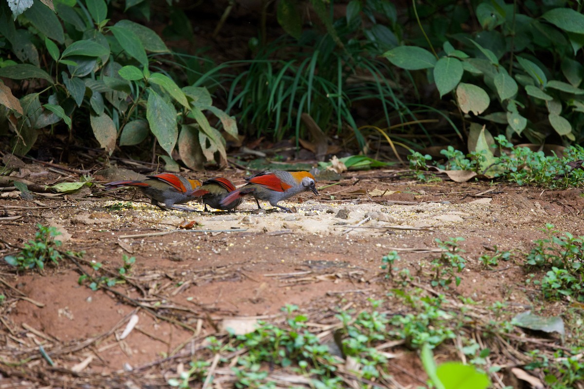 Red-tailed Laughingthrush - ML643872716