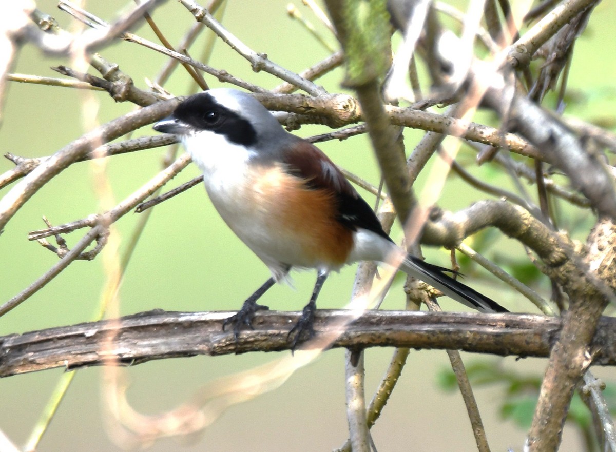 Bay-backed Shrike - ML643872718