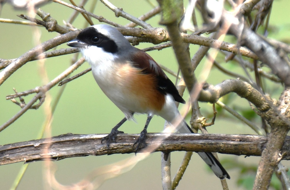 Bay-backed Shrike - ML643872728