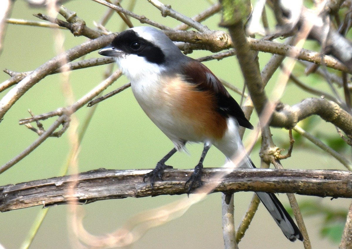 Bay-backed Shrike - ML643872729