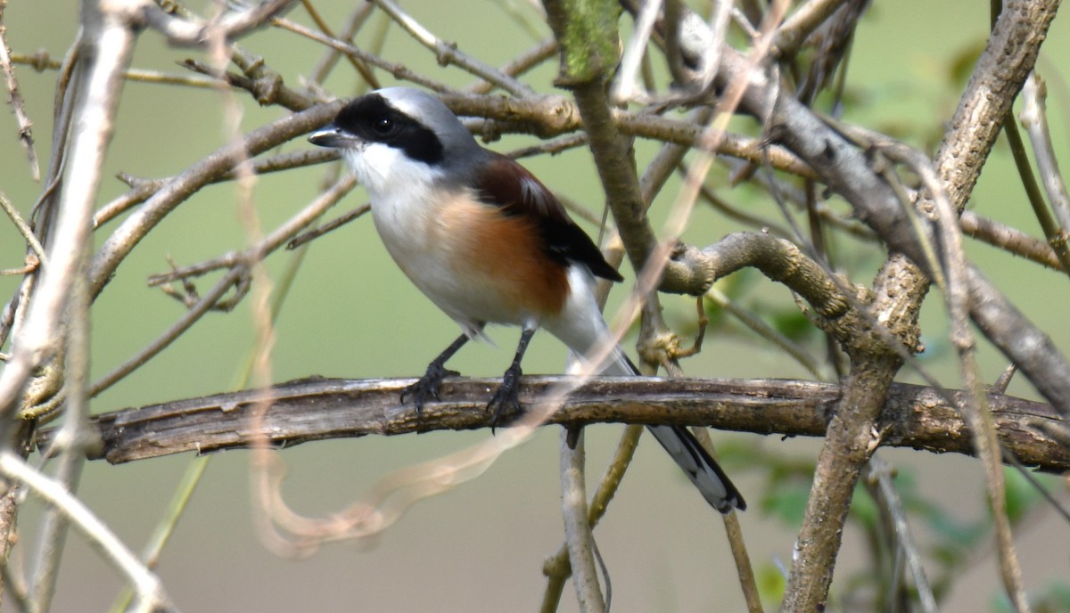 Bay-backed Shrike - ML643872735