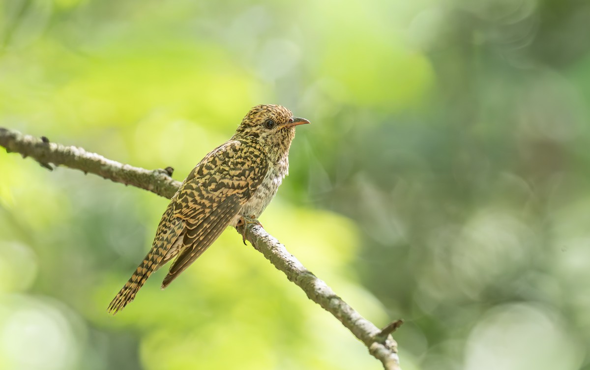 Sahul Brush Cuckoo - ML643872736