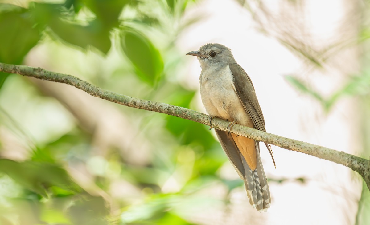 Sahul Brush Cuckoo - ML643872737